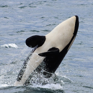 Orca Calf Breaching in Washington