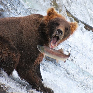 Brown Bear and Salmon on Brooks Falls in Katmai National Park, Alaska