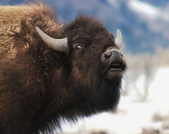 Bison Bellowing in Winter