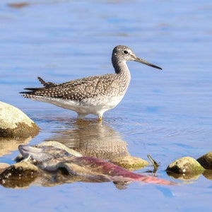 Greater Yellowlegs in Katmai National Park, Alaska