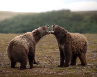 Osos pardos juegan a pelear en la tundra en el Parque Nacional Katmai, Alaska