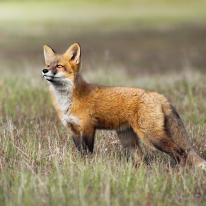 Fox Kit in the Light