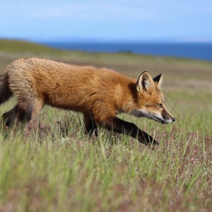 Red Fox Kit Prowling in a Meadow