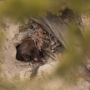 Black Bear Cub Emerging from Den in Yellowstone National Park, Wyoming