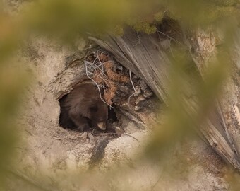 Cachorro de oso negro emergiendo de la guarida en el Parque Nacional de Yellowstone, Wyoming