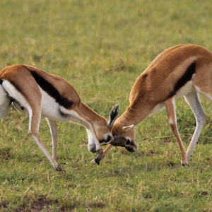 Thompson&#39;s Gazelles Rutting in Kenya