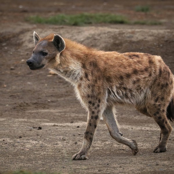 Spotted Hyena