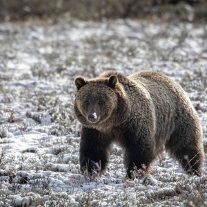 Grizzly Bär "Fritter" Foraging im Grand Teton National Park, Wyoming
