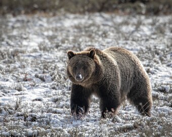 Oso grizzly "Fritter" forrajeando en el Parque Nacional Grand Teton, Wyoming