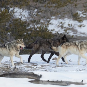 Wolf Pack in Winter in Yellowstone National Park, Wyoming