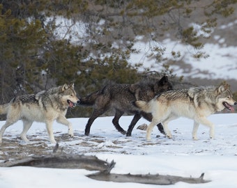 Wolf Pack in Winter in Yellowstone National Park, Wyoming