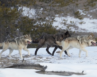 Manada de lobos en invierno en el Parque Nacional de Yellowstone, Wyoming
