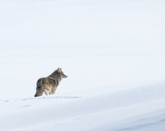 Solo Coyote in Winter Meadow, Yellowstone National Park, Wyoming