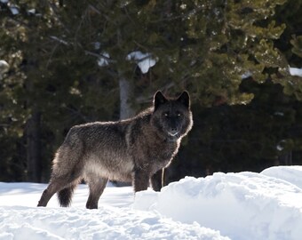 Black Wolf in Snow in Yellowstone National Park, Wyoming