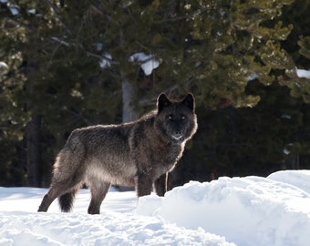 Lobo negro en la nieve en el Parque Nacional de Yellowstone, Wyoming