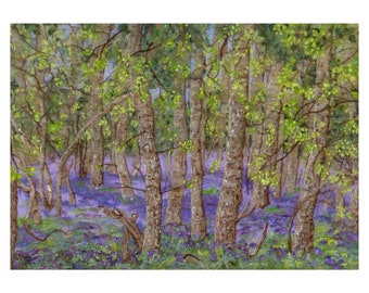 Carpet of Bluebells