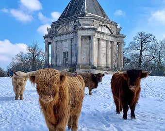 Highland cattle in the snow at cobham / darnley mausoleum