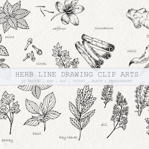 Hand Drawn herb Clipart / Line Pen Drawing / Herb Clipart