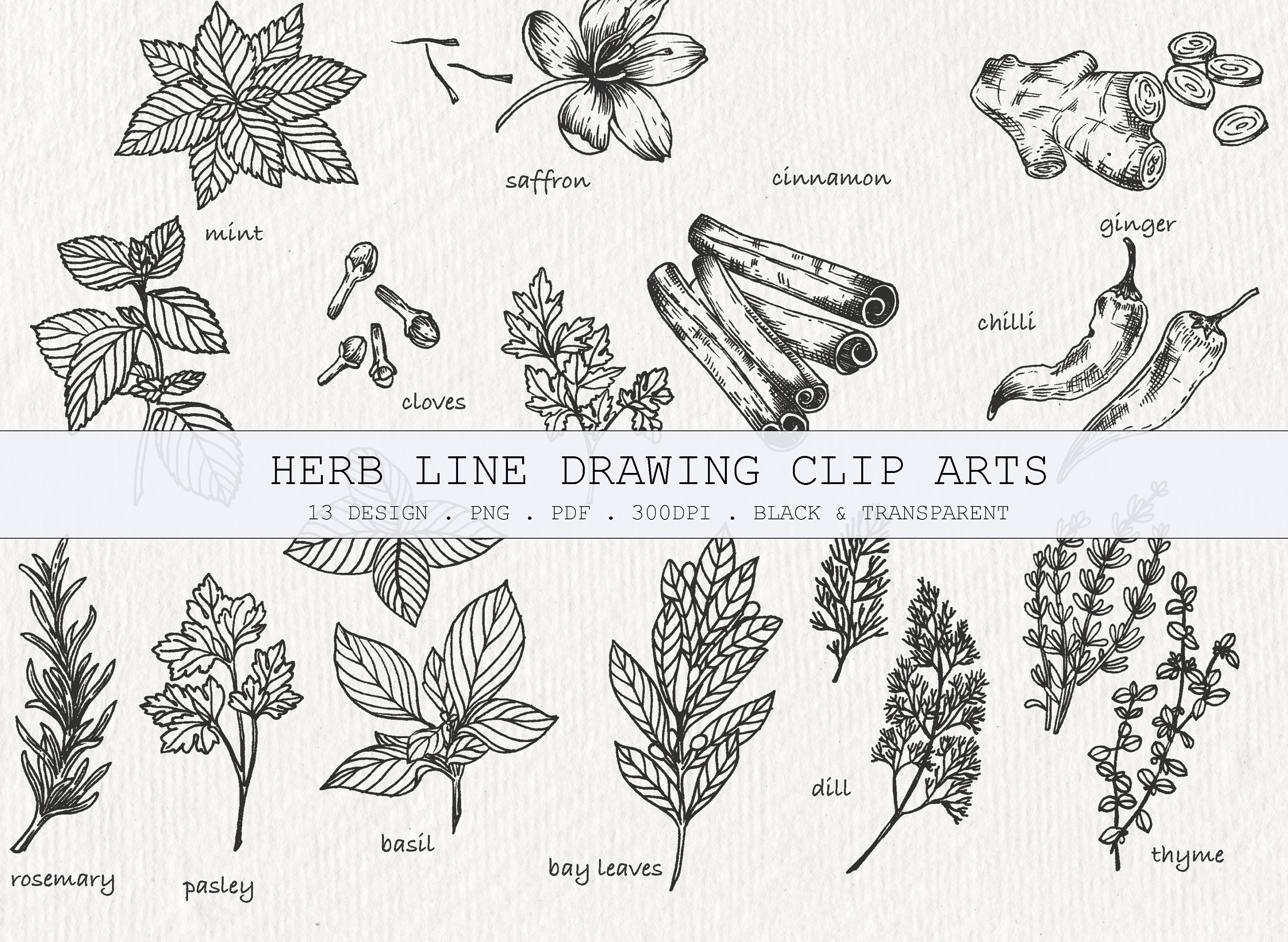Herbs sketch set. Herbs set. isolated on white background. hand drawn  vector illustration. retro style. | CanStock