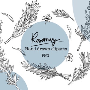 Rosemary Clipart, PNG, Hand Drawn Rosemary Line Art for Logo, Graphic Design, Herbal Labels, Product Decoration line drawing, Commercial use