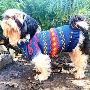 Puede incluir: Un perro pequeño, marrón y blanco con un suéter tejido azul, rojo y amarillo con un patrón geométrico. El perro está de pie en un camino de tierra con plantas verdes en el fondo.