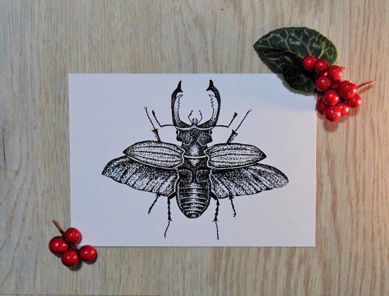 Stag Beetle Art Print