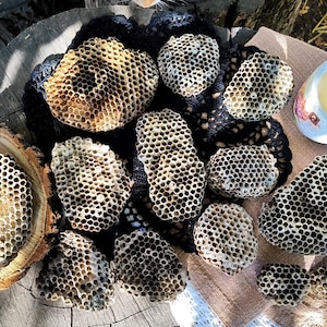 May include: A collection of honeycomb structures in various shapes and sizes, displayed on a rustic wooden surface. A lit candle in a floral-decorated holder and a calico cat are also present. The honeycomb is a light brown color.