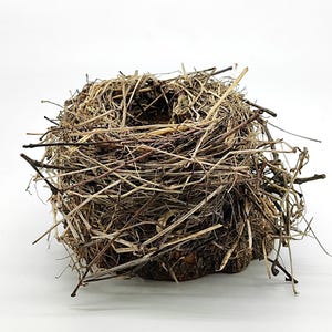 May include: A brown bird's nest made of twigs and grass. The nest is empty and appears to be ready for use.
