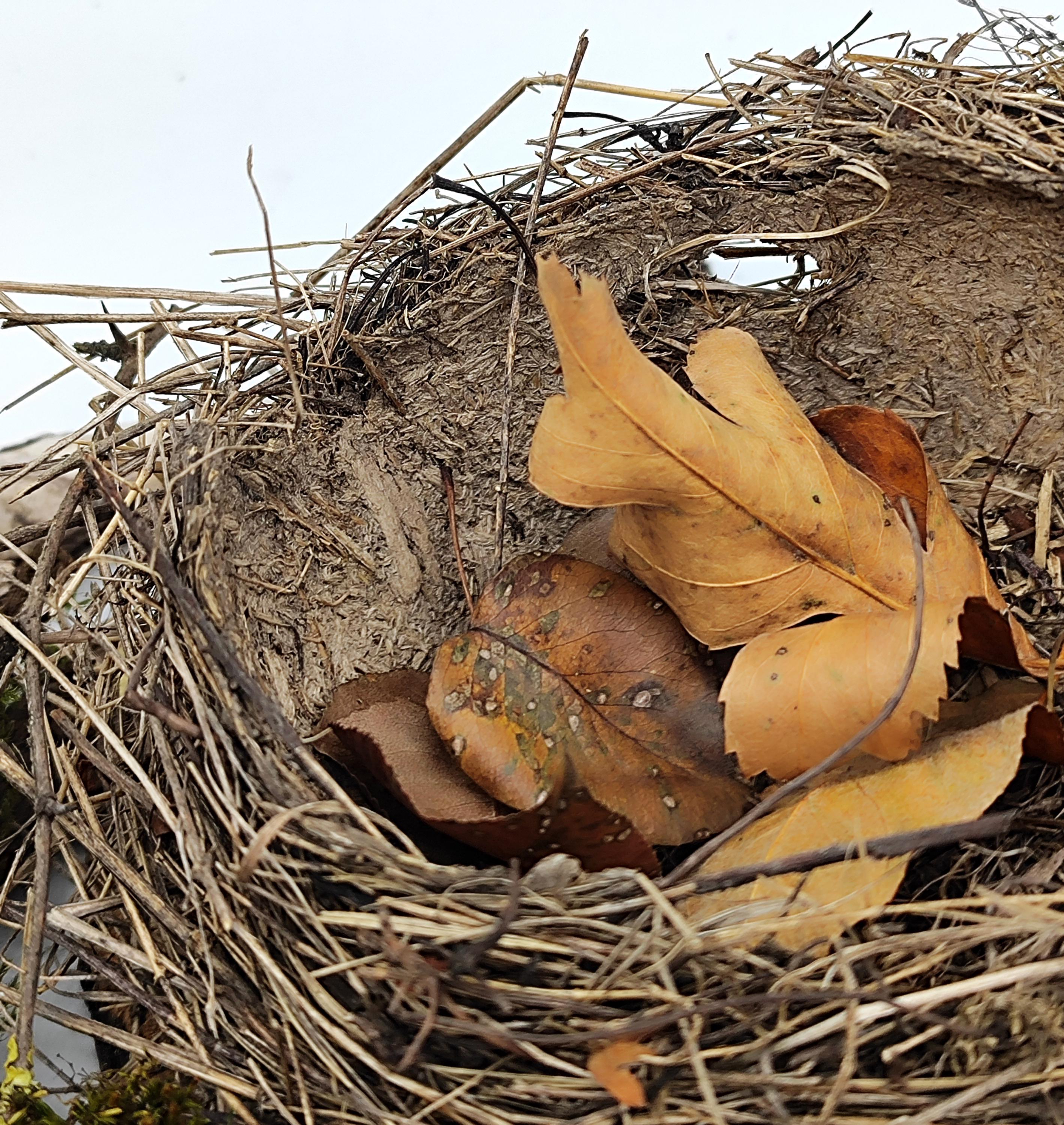   1992ロビンズネストの置物 Home Rustic Natural Nest: Bird's Real 1992ロビンズネストの置物