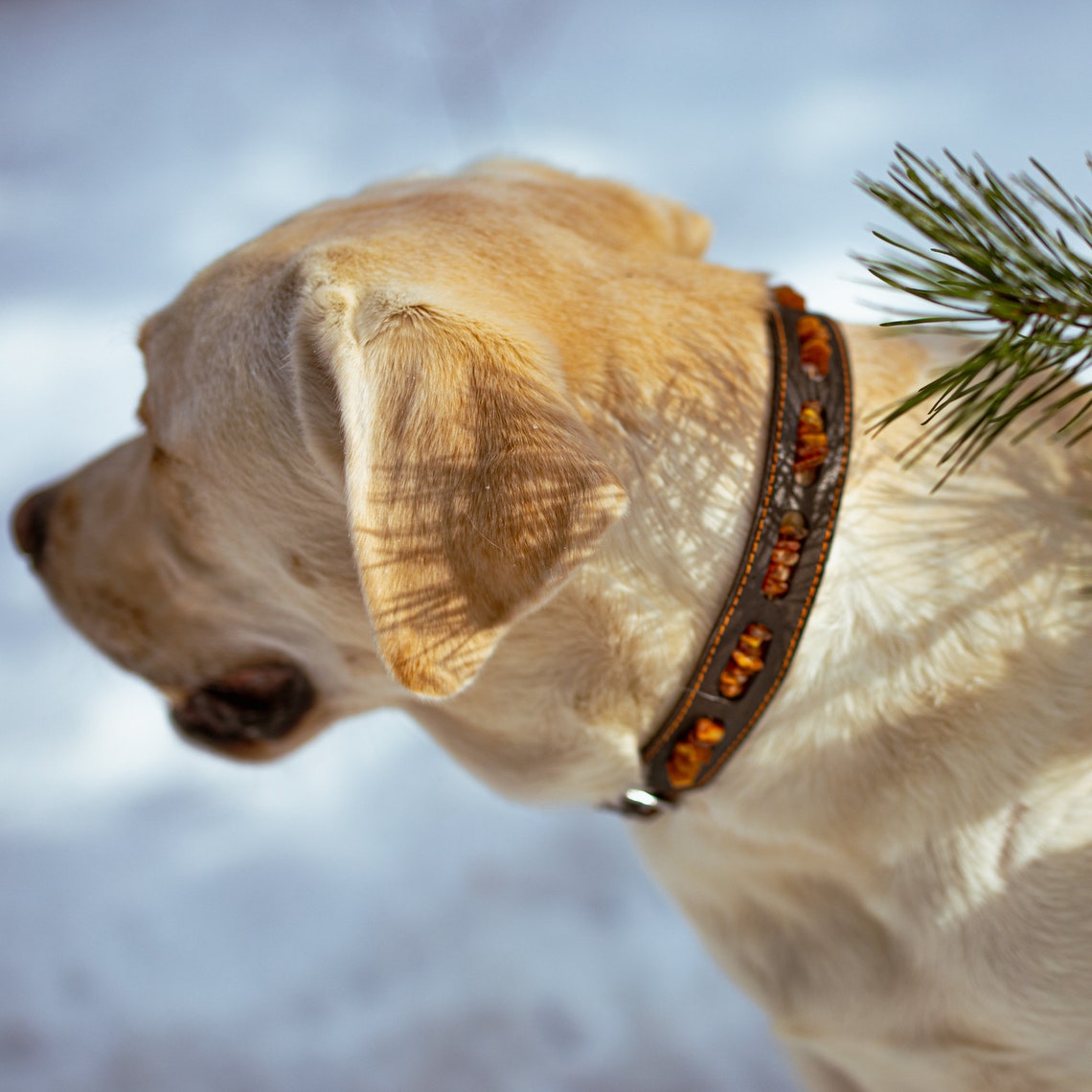 Leather dog collar / Dog collar with amber / Amber collar for Etsy