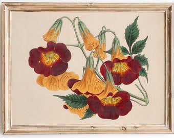 FREE SHIPPING - Red And Orange Flower Print - Vintage Botanical Flower Illustration - Antique Flower Rustic Wall Decor