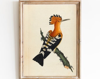 1958 Hoopoes Vintage Lithograph FramedUnframed - Giclee Fine Art Print