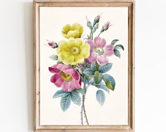 FREE SHIPPING - Vintage Roses Botanical Art Print - Pink And Yellow Roses Wall Art - Colorful Floral Art For Rustic Homes