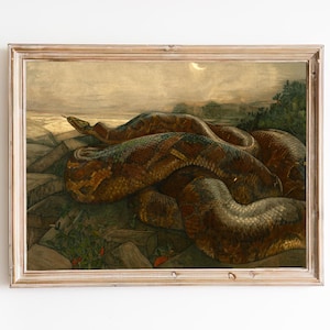 May include: A vintage painting of a large, brown snake coiled on a rocky surface. The snake is depicted in a realistic style with intricate details of its scales and texture. The background is a muted, hazy landscape with a hint of blue sky.