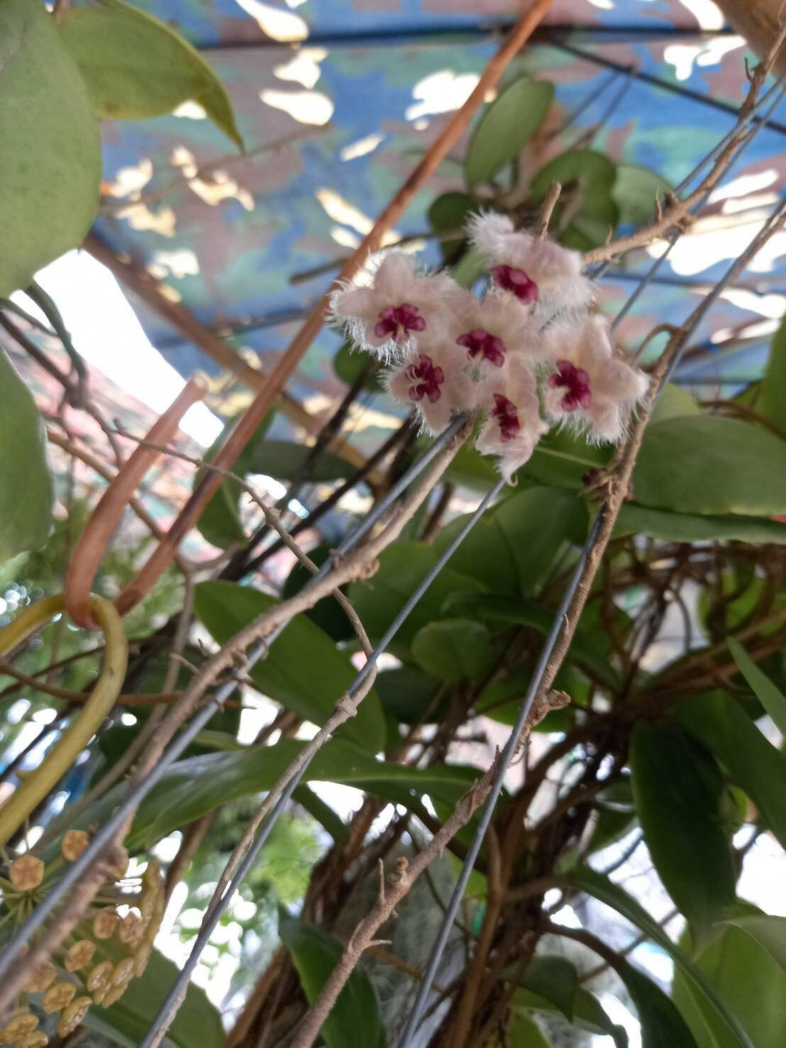 Hoya Caudata Sumatra | Etsy
