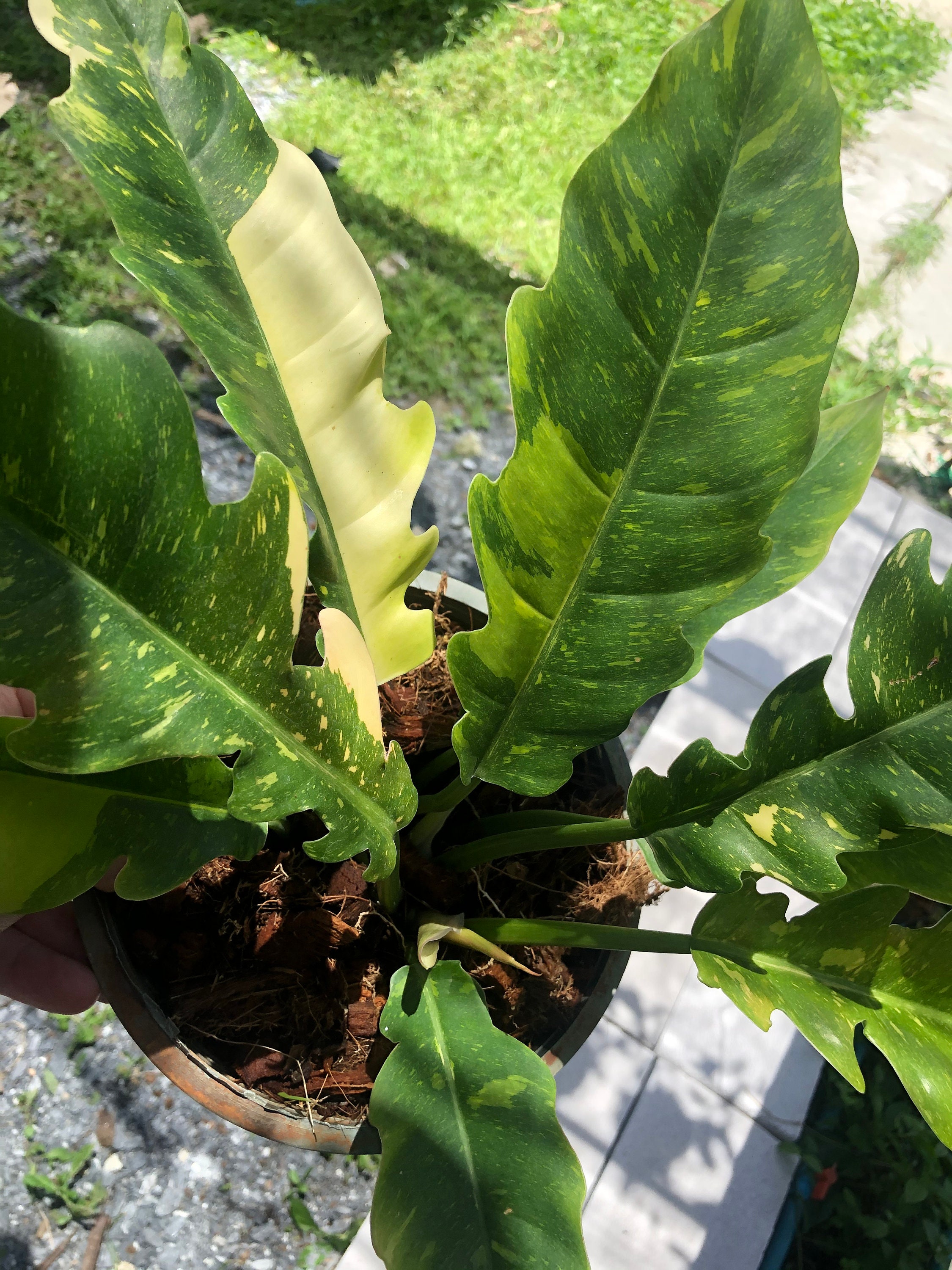 Very Rare Philodendron Ring of Fire Variegata Large Size Etsy UK