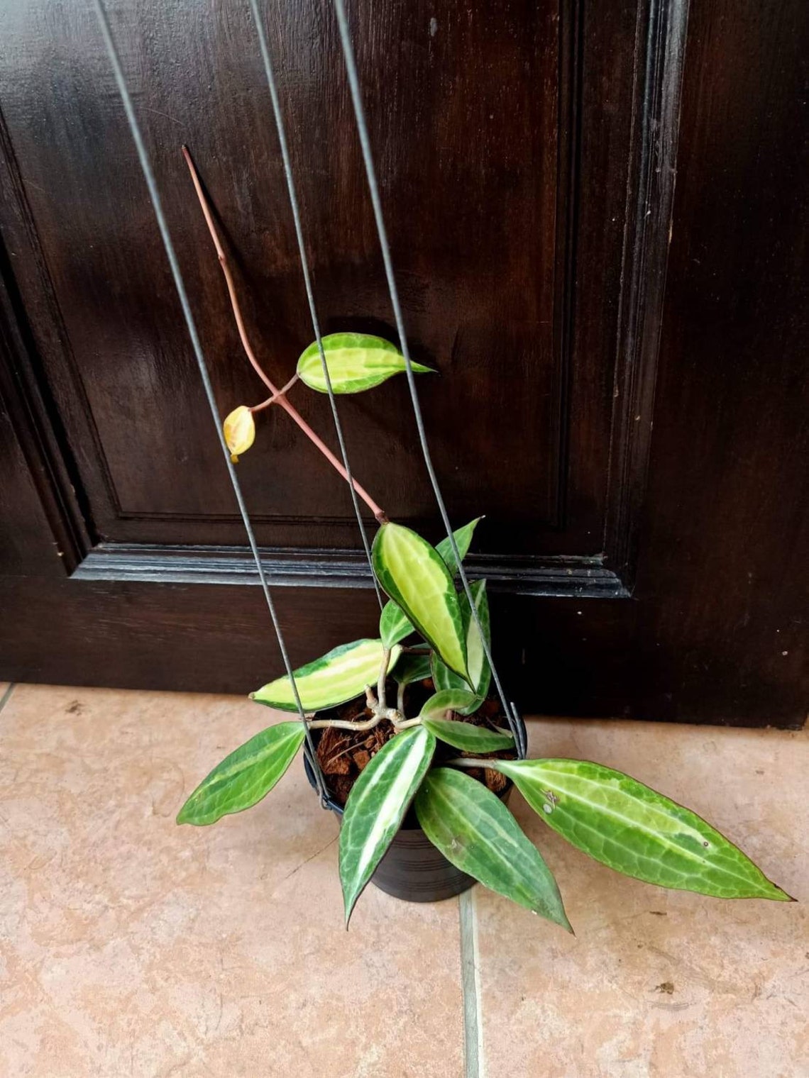 Hoya Macrophylla Pot of Gold Etsy