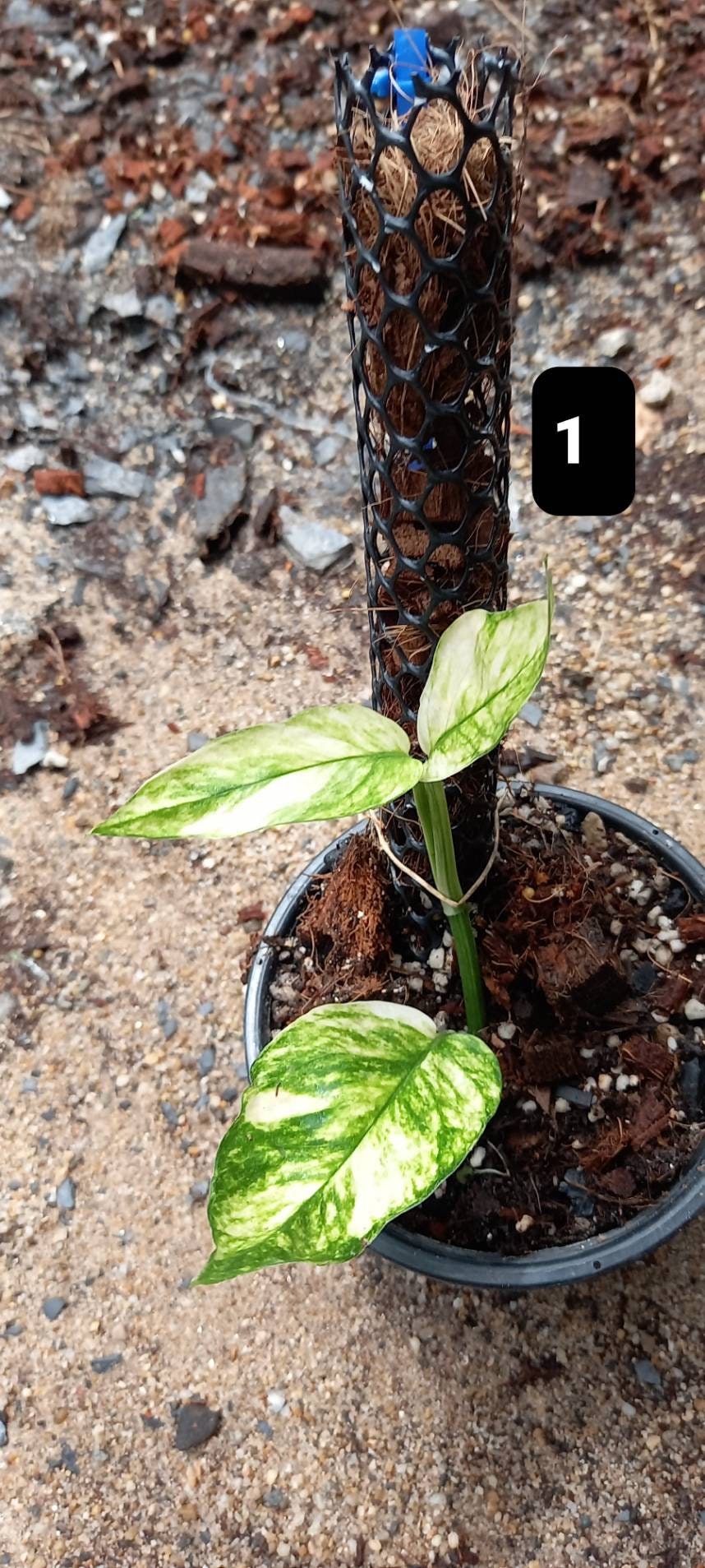 Epipremnum pinnatum yellow flame no. 1