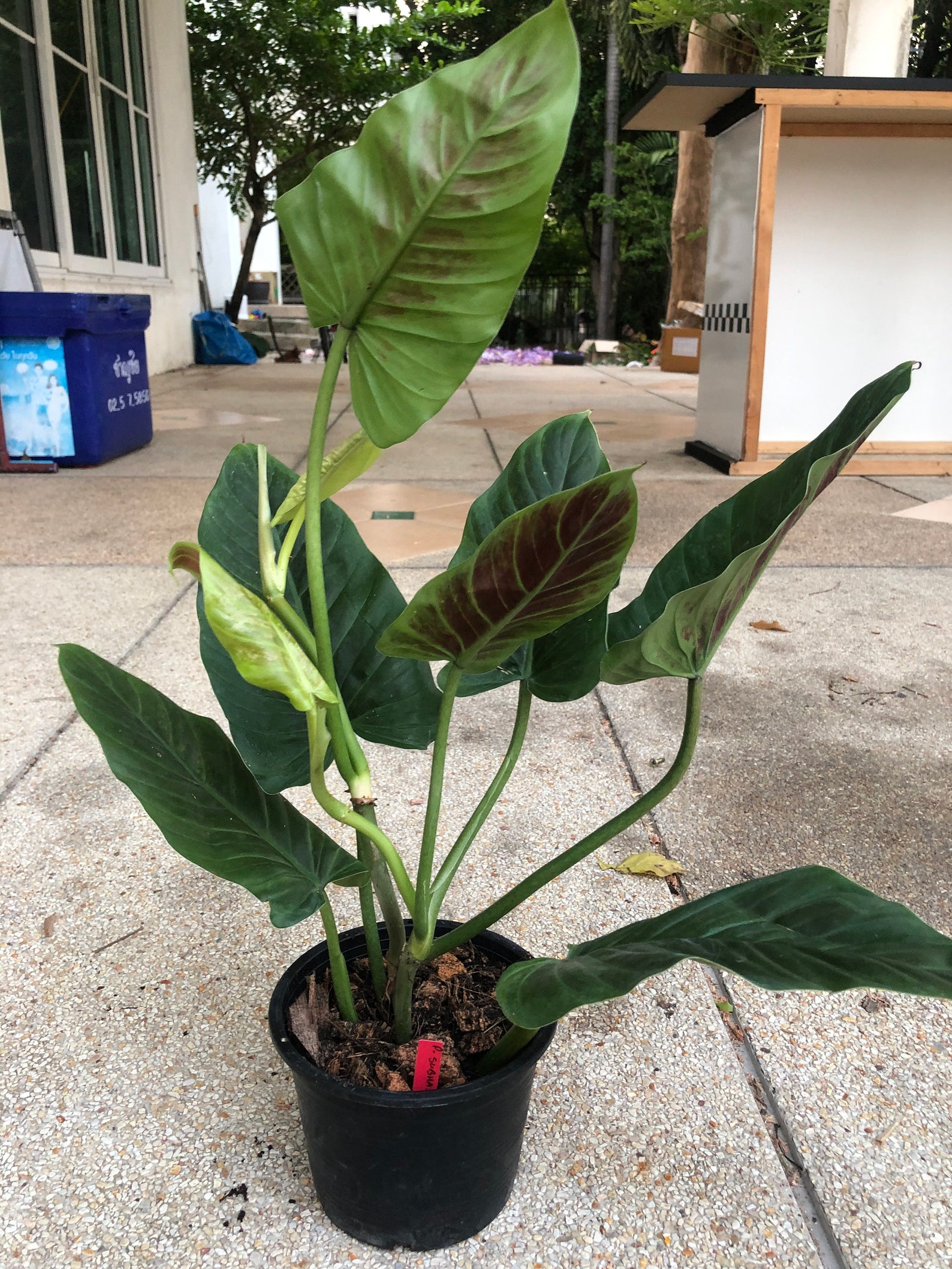 Rare Philodendron Subhastatum | Etsy