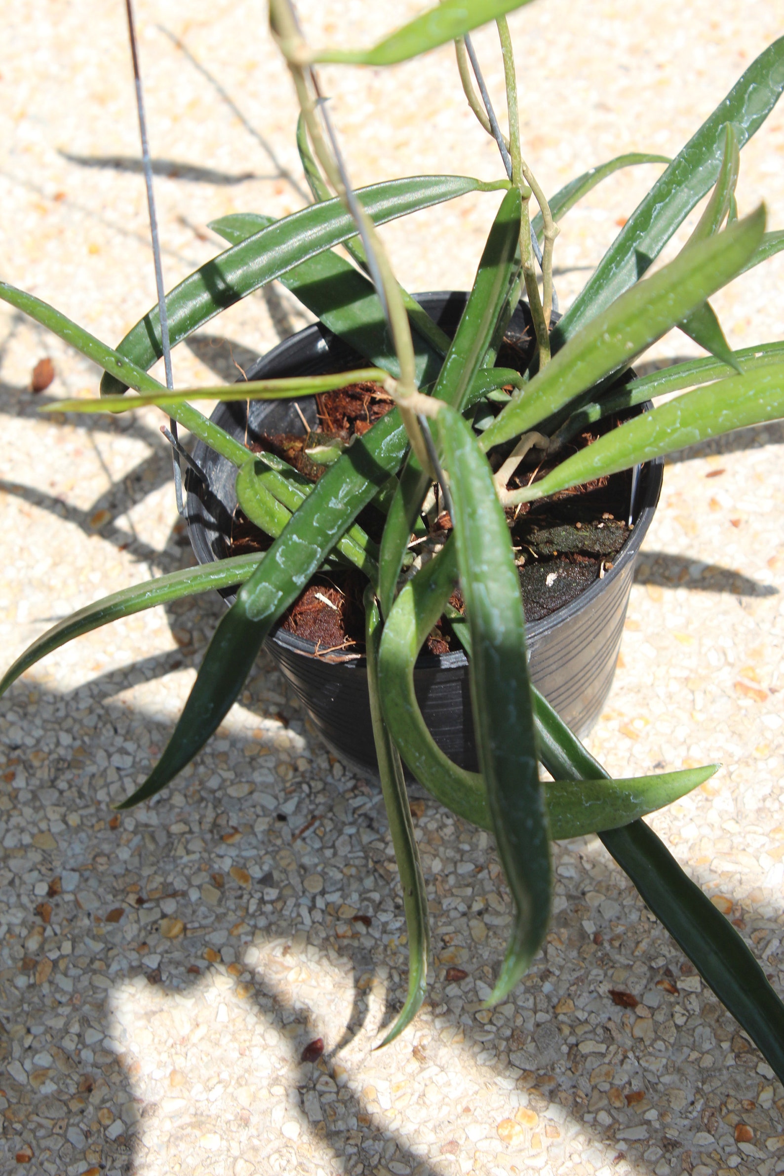Hoya Shepherdii Aka Hoya Longifolia Etsy Australia