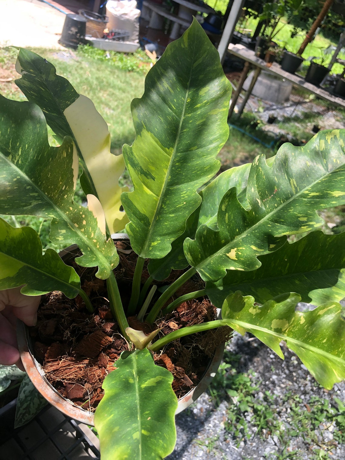 Philodendron ring of fire фото