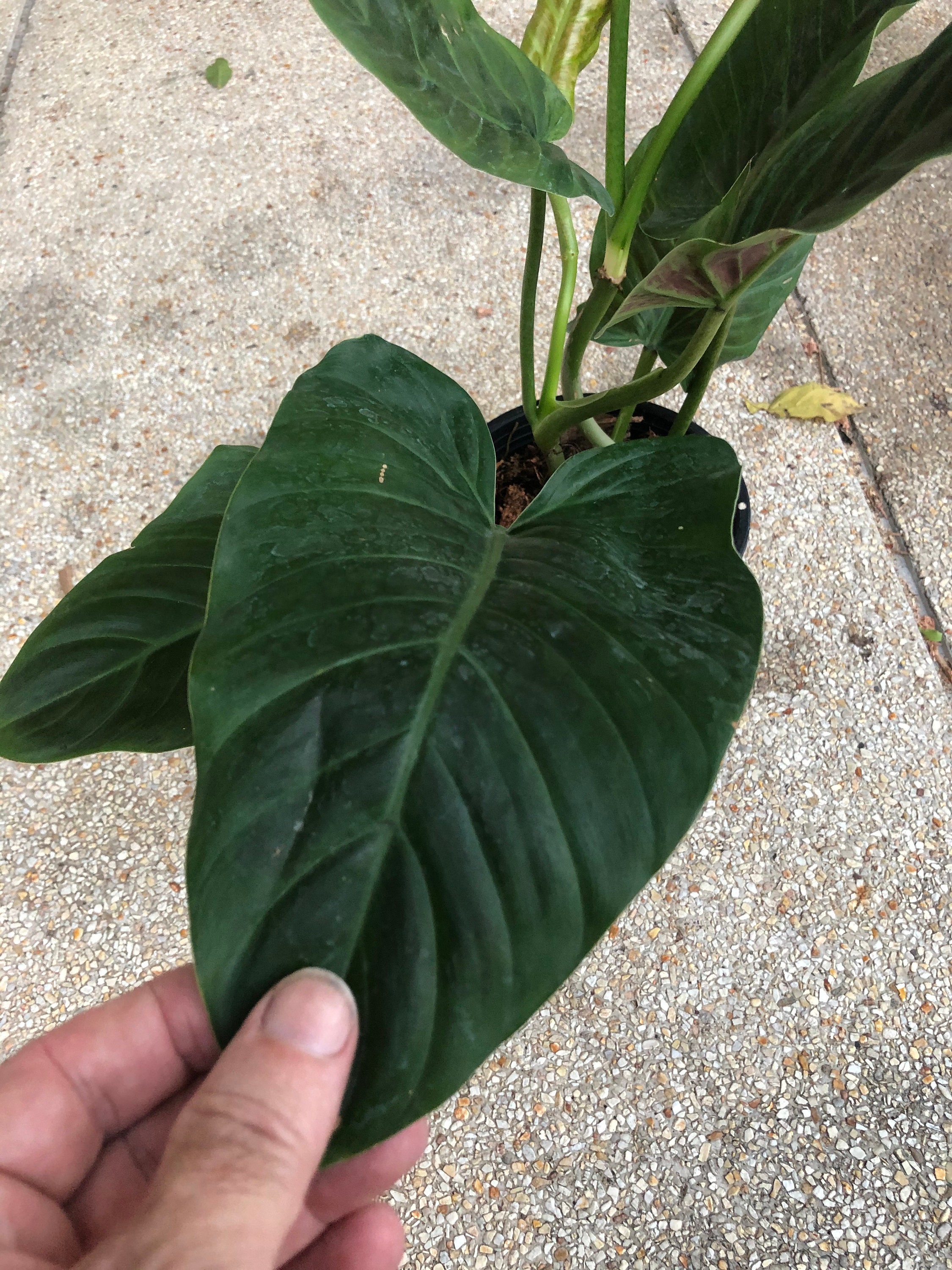 Rare Philodendron Subhastatum Etsy Singapore