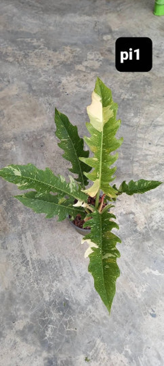 Philodendron Ring of Fire Variegata large Size Etsy