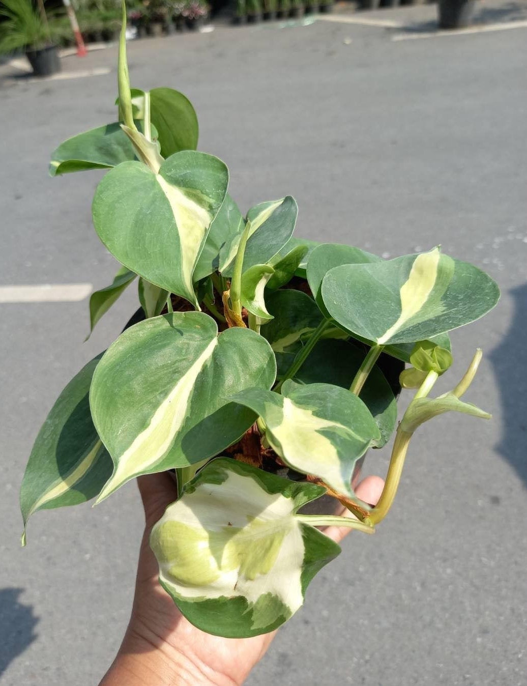 Philodendron Cream Splash Variegata Etsy Singapore