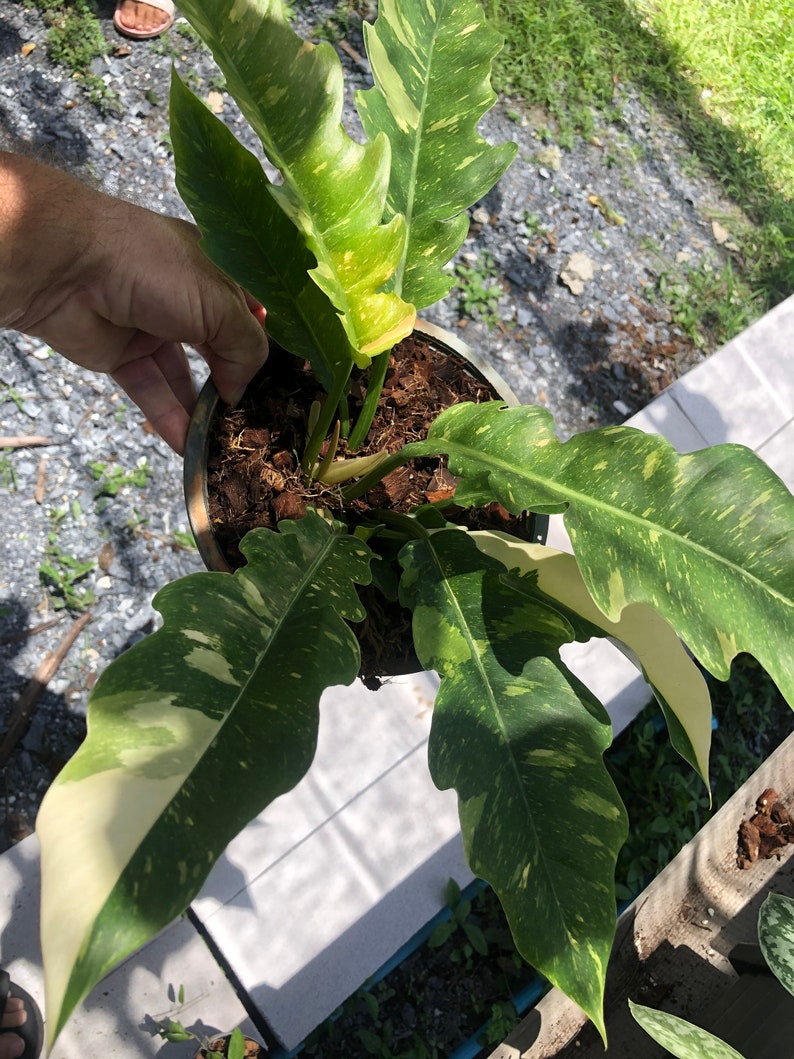 Very Rare Philodendron Ring of Fire Variegata Large Size Etsy