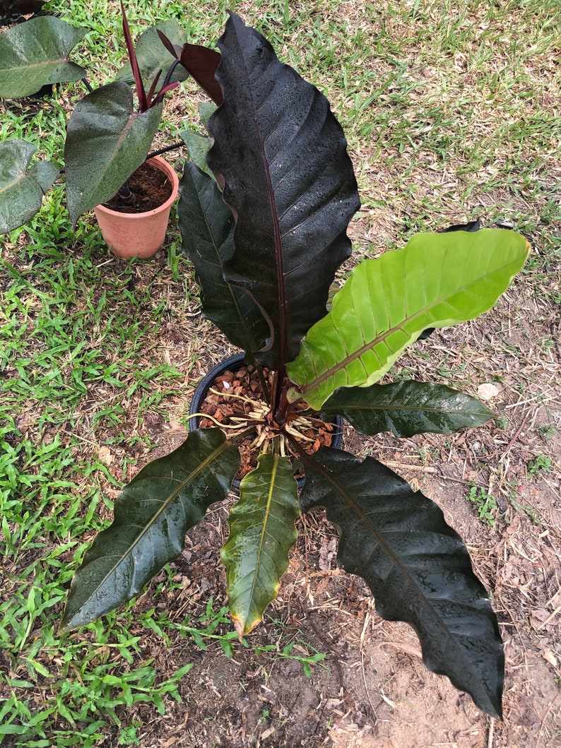 Anthurium Black Dragon Etsy