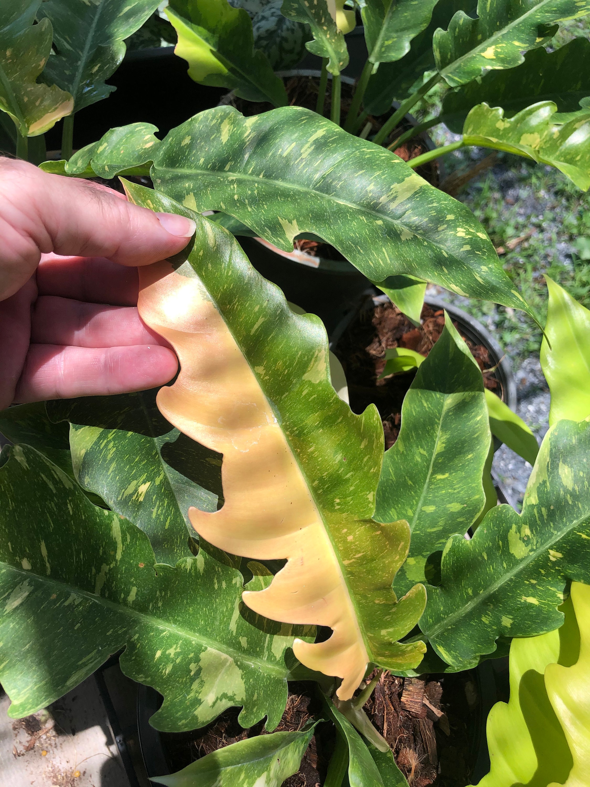 Very Rare Philodendron Ring of Fire Variegata Etsy UK