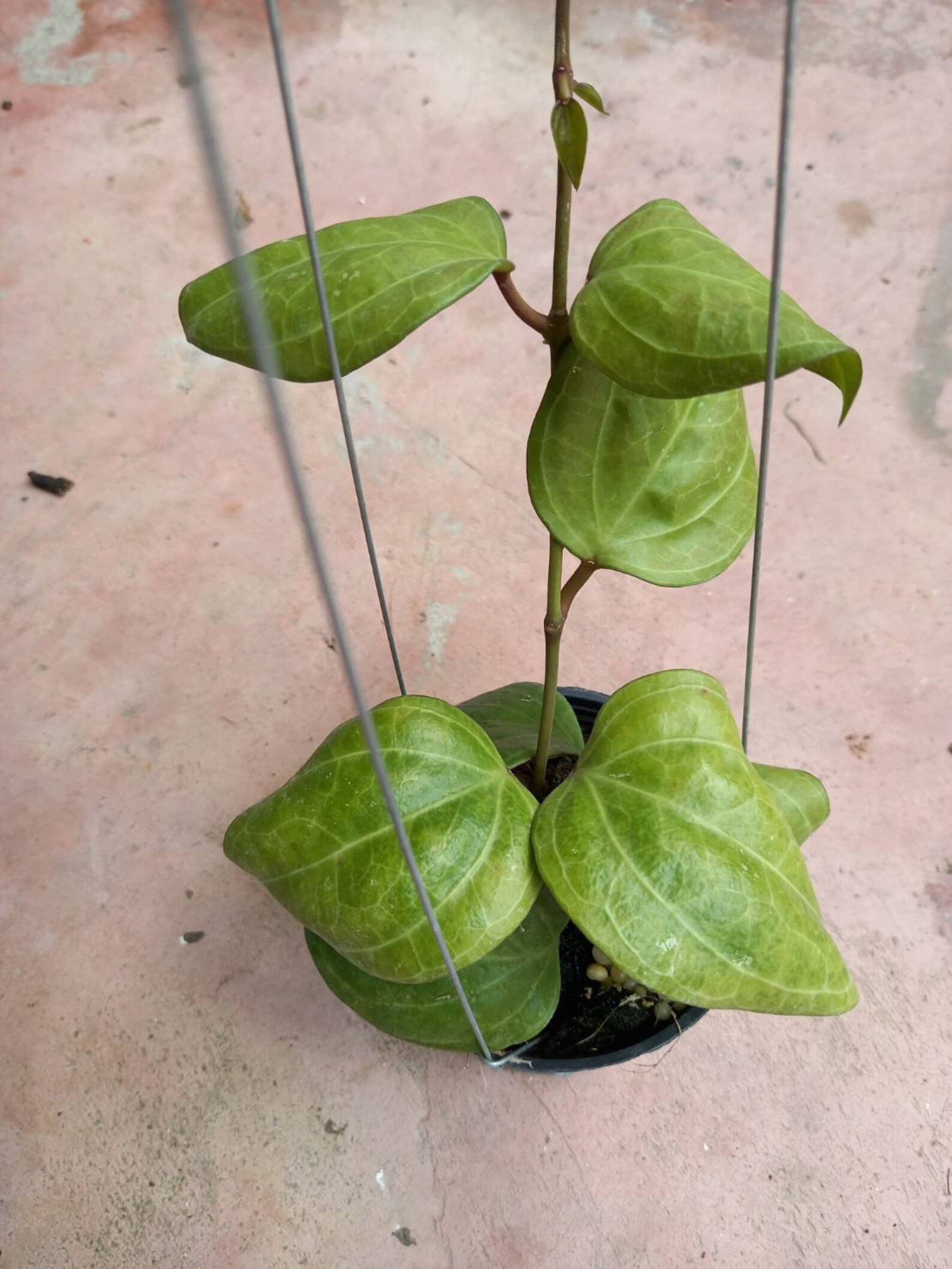 hoya sarawak hoya sarawak