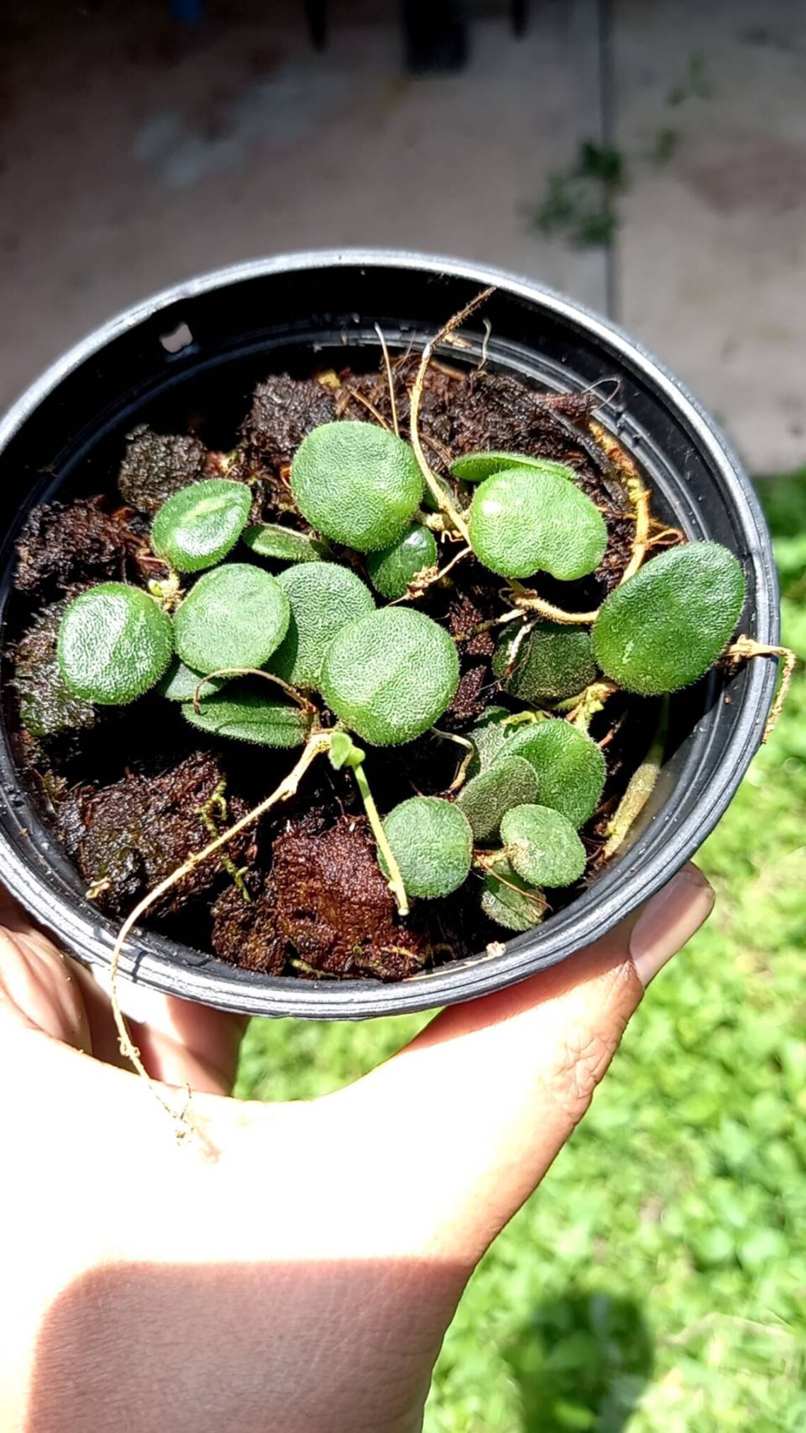 Very Rare Hoya Serpens Etsy