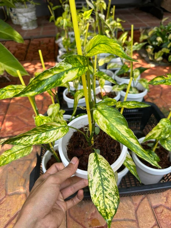 Epipremnum Pinnatum Yellow Flame No.1 size S - Aroid